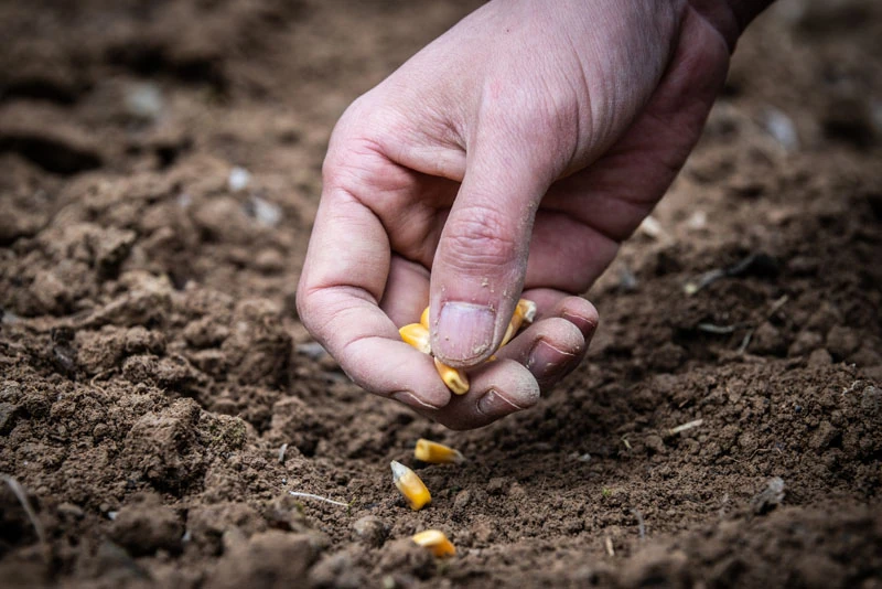 a person planting corn seeds into the soil