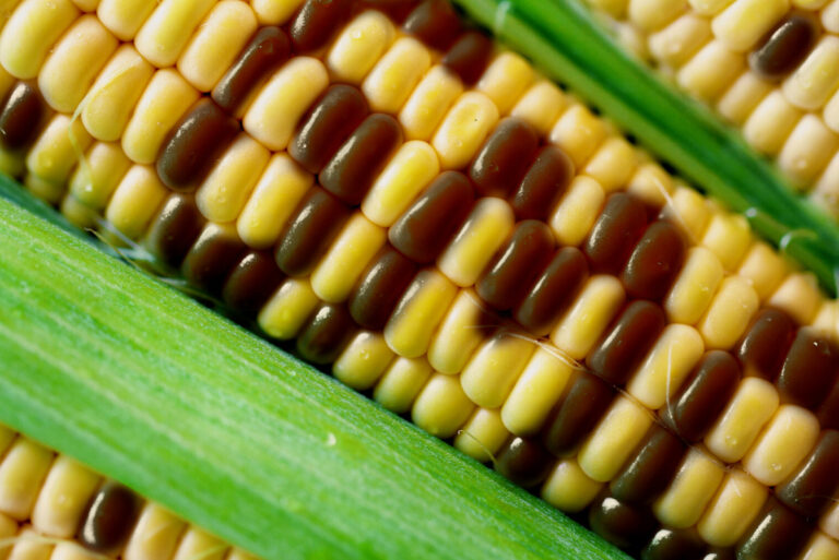 14 Disadvantages of GMOs That Every Consumer Should Know