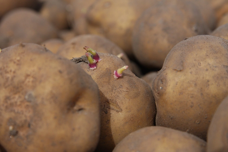 GMO potatoes