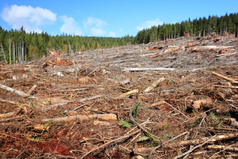How Does Deforestation Affect Humans? Social, Economic, and Health Impacts