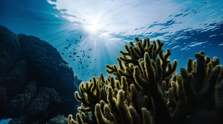 Ocean Acidification: Solutions for the Most Serious Problem in Our Seas